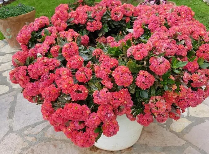 Luxury Villa With Stunning Views In Vlore Villa